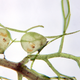 Illustration for article titled Carnivorous plants capture prey with subsecond speed